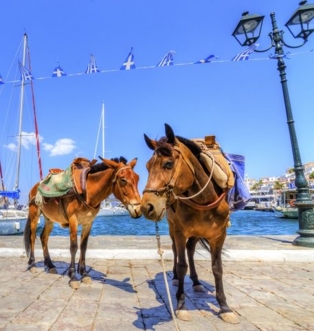 Two donkeys by the sea at one of the Greek islands, the most popular destinations in Greece.