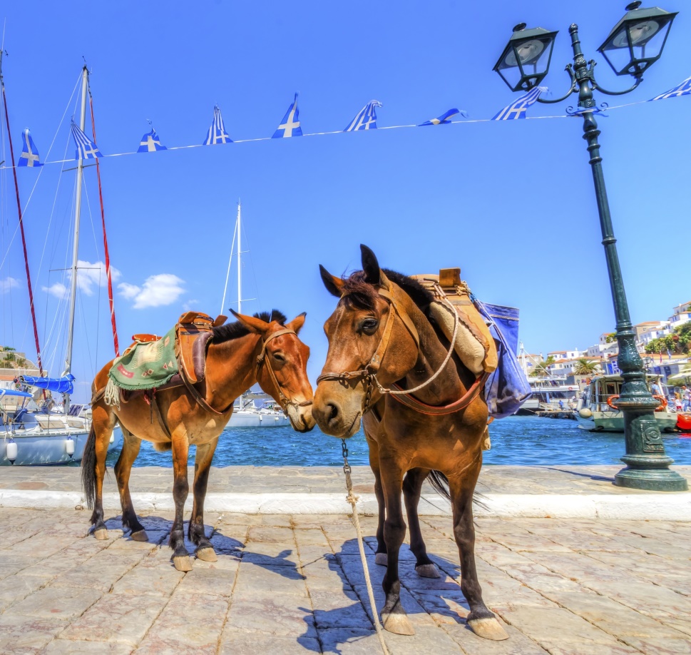 Two donkeys by the sea at one of the Greek islands, the most popular destinations in Greece.