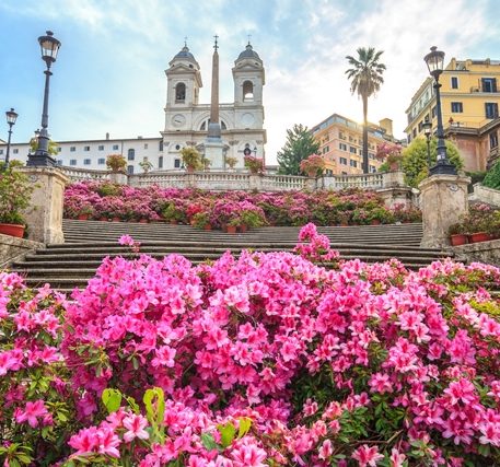 Pink flowers at the Spanish Steps in Rome, one of the most famous sightseeing places in Italy.